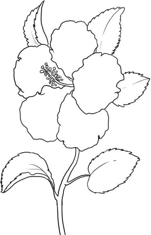 600x934 Hawaii State Flower Is Hibiscus Flower Coloring Page Color Luna
