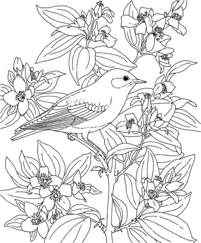 700x846 Hawaiian Flower Coloring Pages