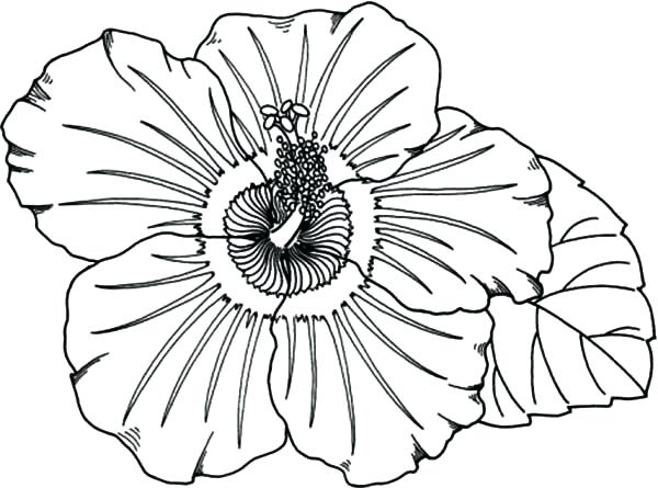 600x445 Hawaiian Flower Coloring Pages Flower From Coloring Pages Coloring