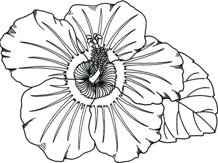 440x330 Hawaiian Flowers Coloring Pages Flower From Coloring Pages Flower