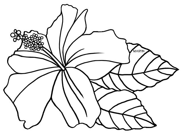 Hawaii State Flower Drawing at GetDrawings.com | Free for personal use