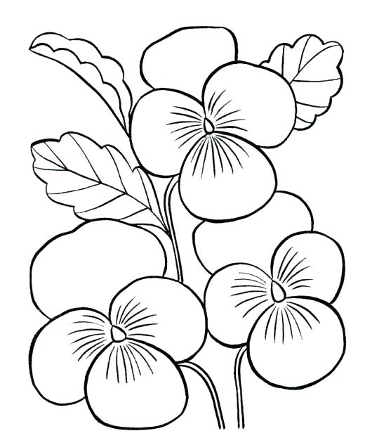 530x613 Hawaii State Bird And Flower Coloring Page