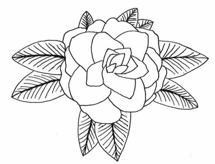 700x534 Hawaiian Drawing