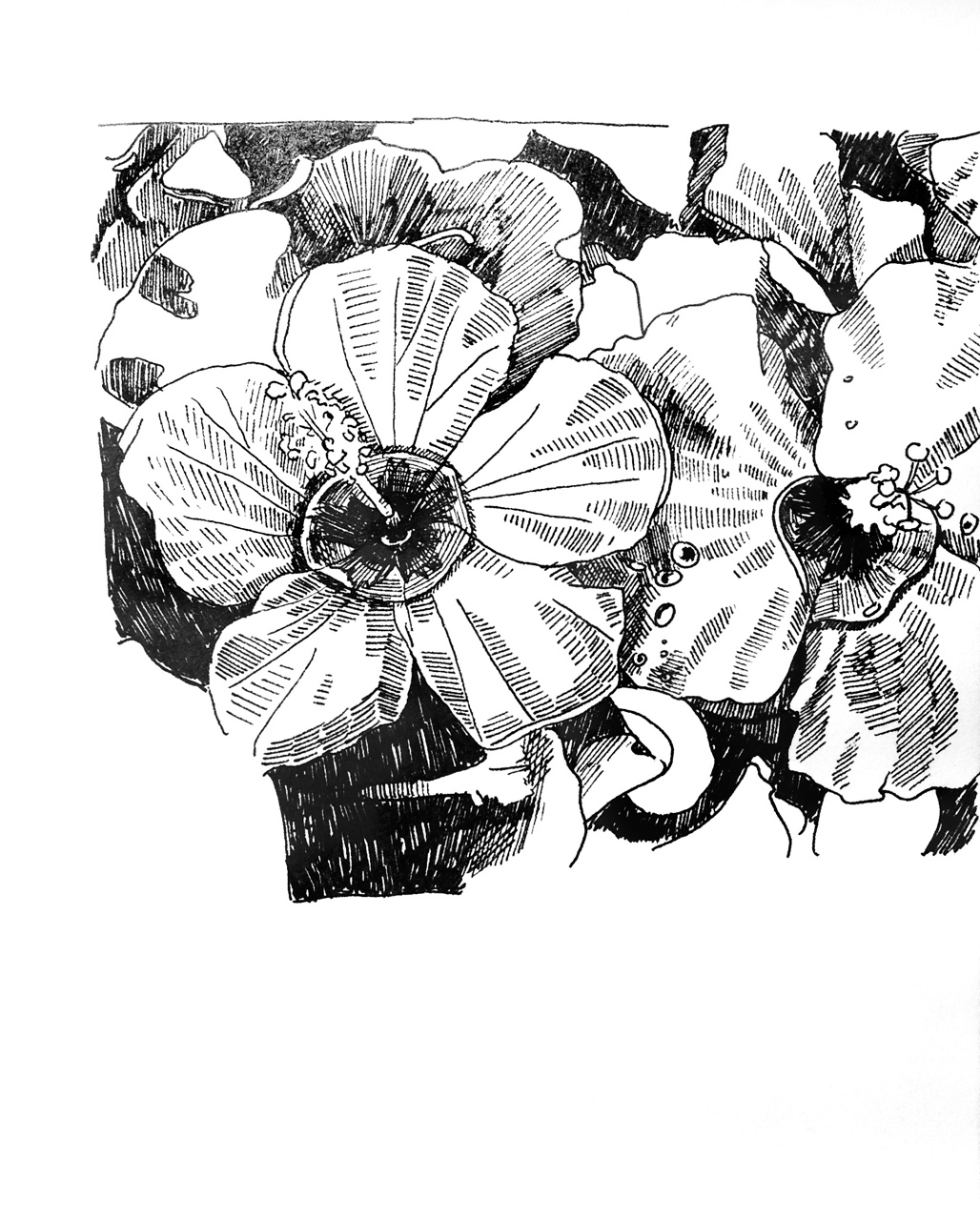 1028x1280 Hawaiian Flowers Black And White Drawing