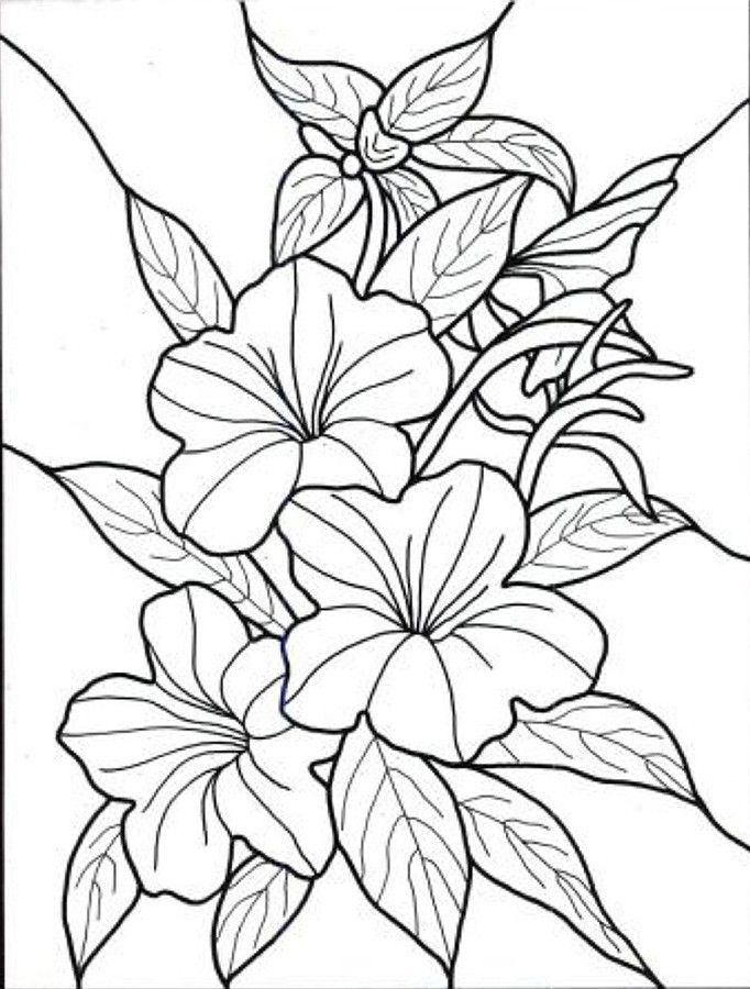 682x900 Hawaiian Flower Colouring Pages