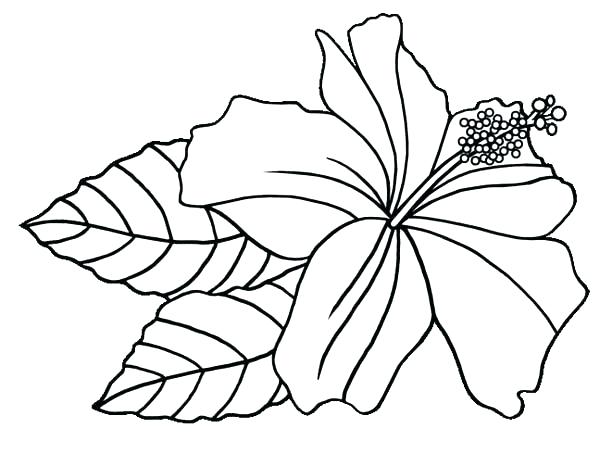 600x454 Great Hawaiian Coloring Pages Best