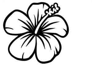 300x210 Hawaiian Flower Drawing Drawings On Hawaiian Flowers Simple Flower