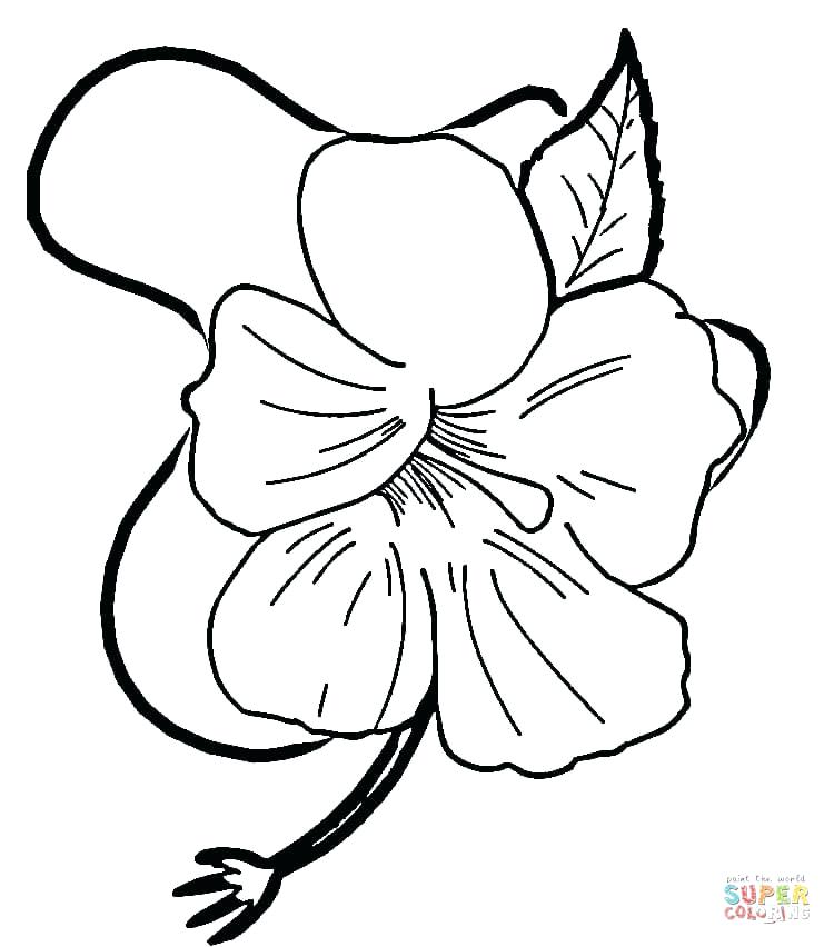 750x852 Hawaiian Flowers To Color Coloring Pages Of Flowers Images About