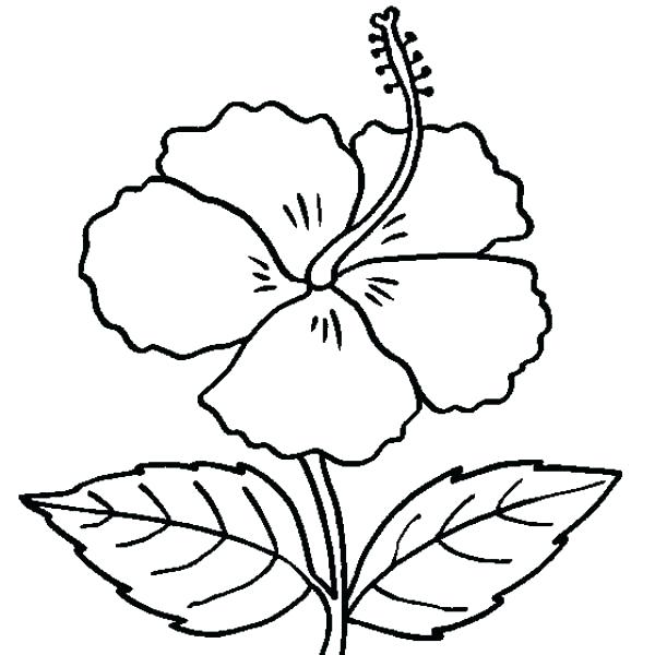 600x600 Hibiscus Flower Coloring Page Coloring Page Of Hummingbird