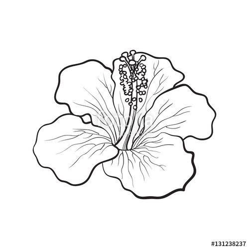 500x500 Tropical Flower Drawings Tropical Flower Drawings Tumblr