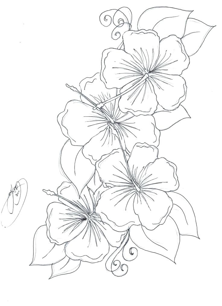 736x1013 Hawaiian Flowers To Color