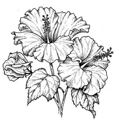 400x423 Hibiscus Flower Drawing