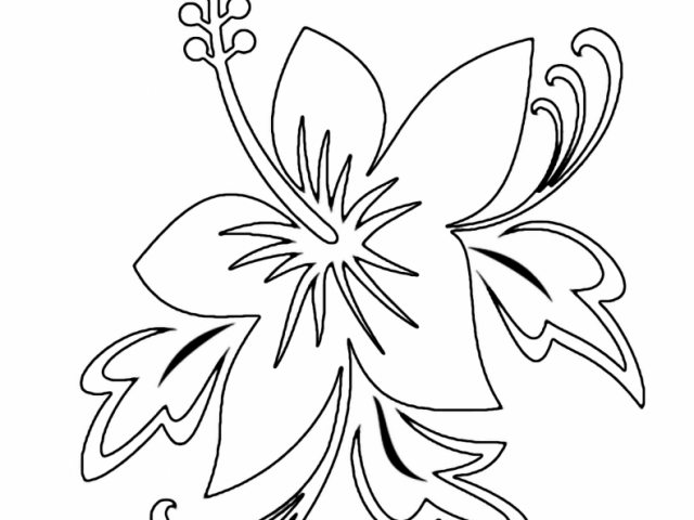 640x480 Drawings Of Hawaiian Flowers Hawaiian Flower Drawing Hawaiian