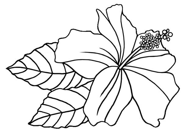 600x454 Hawaiian Flower Coloring Page