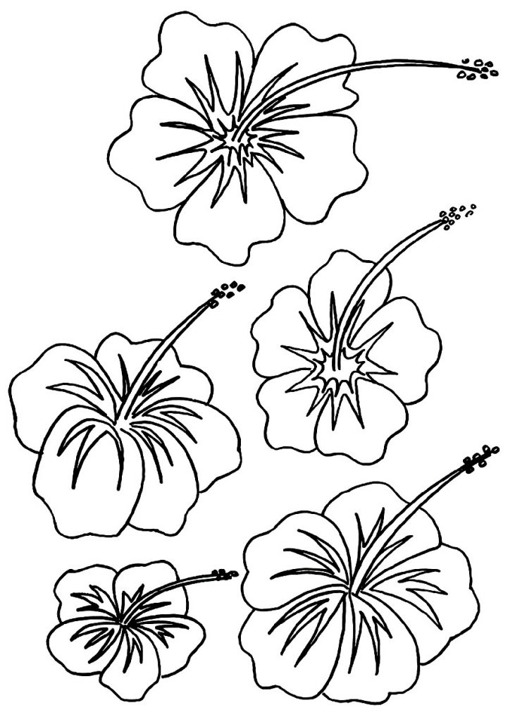 731x1024 Hibiscus Flower Coloring Pages