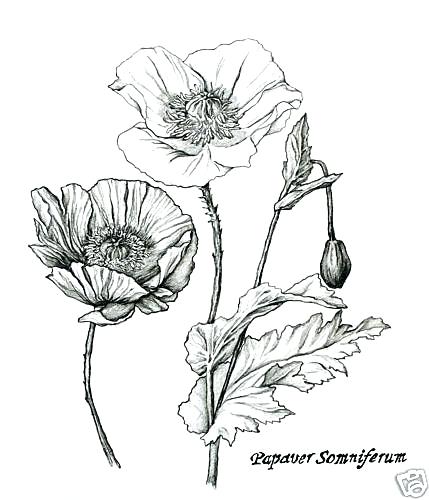 429x500 Drawings Of Flowers Transasia