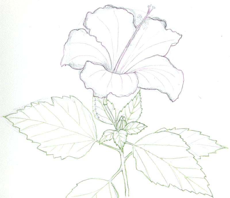 800x689 Drawn Hibiscus Amazing Flower Many Interesting Cliparts