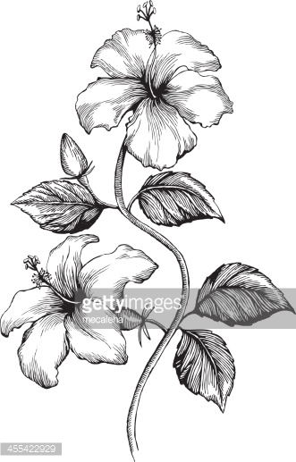 331x517 Drawn Hibiscus Hibiscus Plant