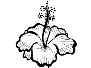 310x233 Hand Drawn Hibiscus Flower Free Vectors Ui Download