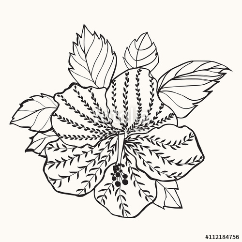 500x500 Hawaii Hibiscus Flower, Leaf Illustration Stock Image And Royalty