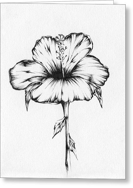 455x646 Hibiscus Drawing By Christopher Lem