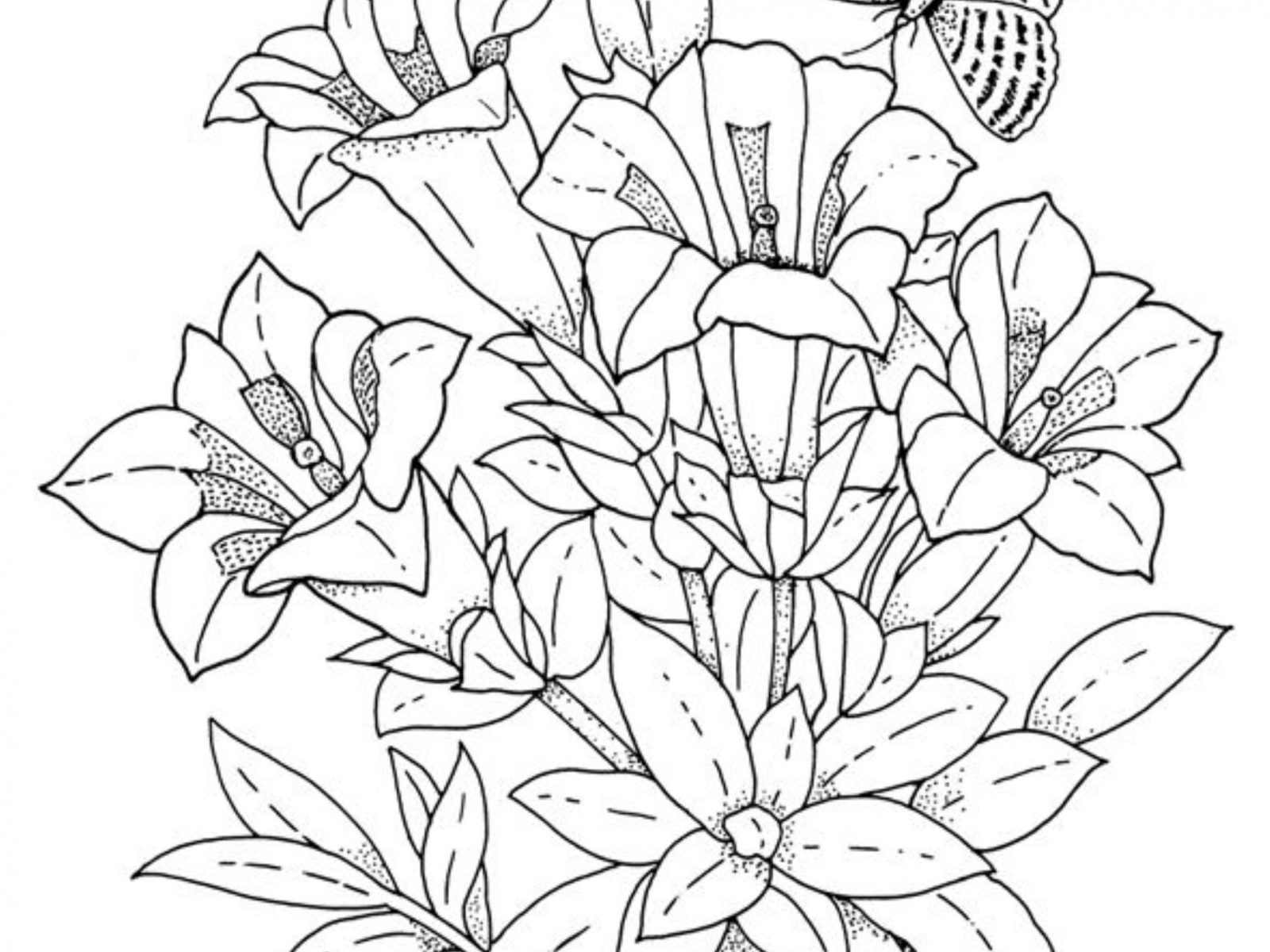 1600x1200 Hibiscus Flowers Coloring Pages For Kids To Print Flower Page
