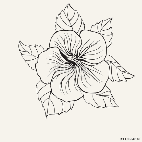 500x500 Hibiscus Flower Top View Line Pattern. Stock Image And Royalty