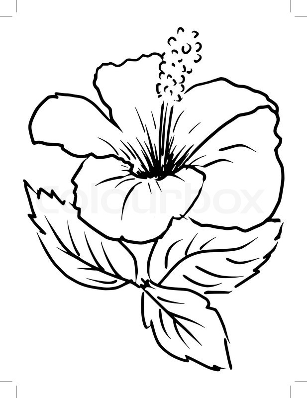 617x800 Sketch, Cartoon Illustration Of Hibiscus Stock Vector Colourbox