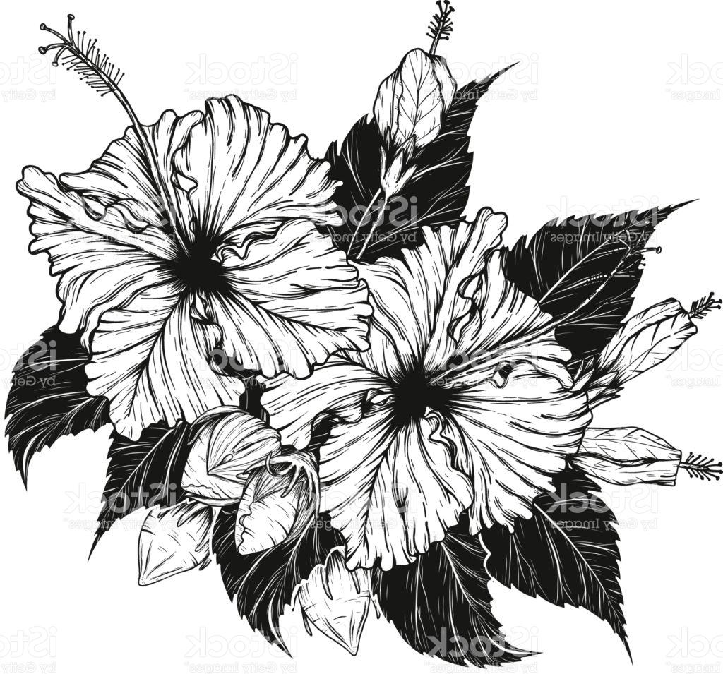 1024x955 Top 10 Hibiscus Flower Vector By Hand Drawing Image