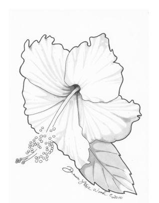 319x408 Hibiscus Drawing