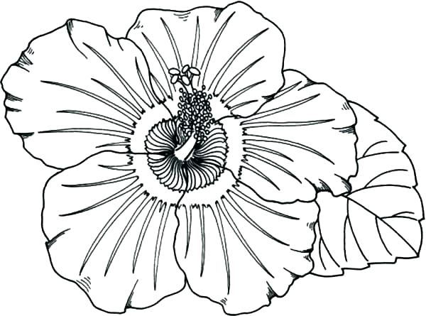 600x445 Hawaiian Coloring Pages Coloring Coloring Sheets Coloring Book