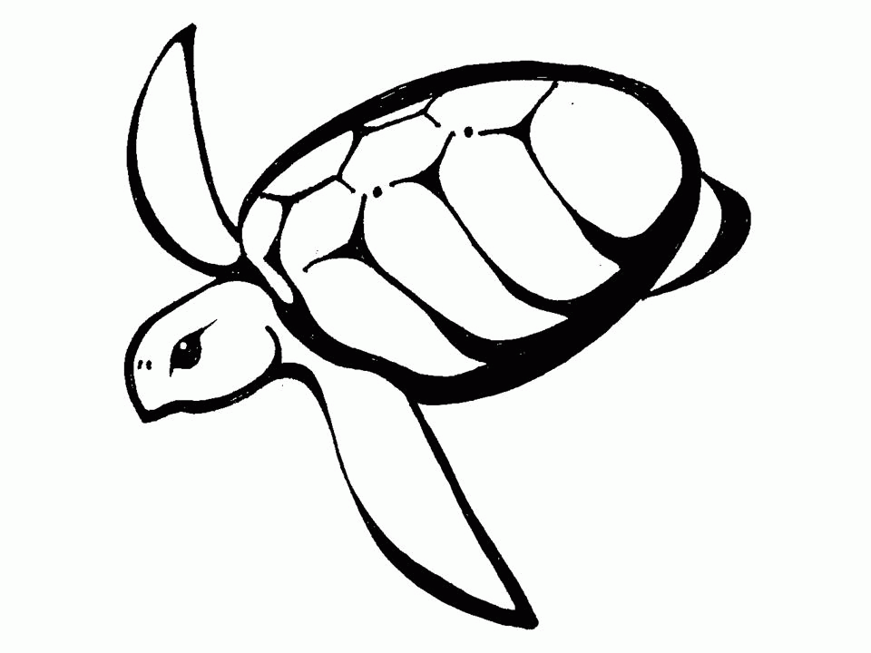960x720 Hawaiian Turtle Outline Clipart Panda