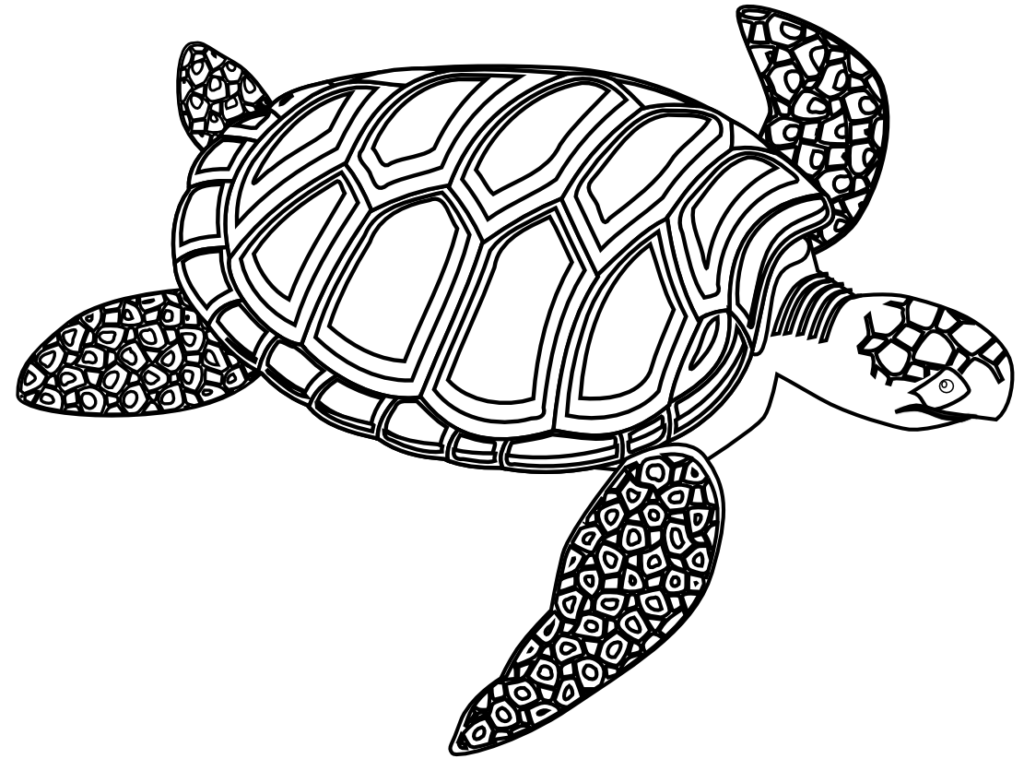 1024x759 37 Hawaiian Turtle Clipart Images