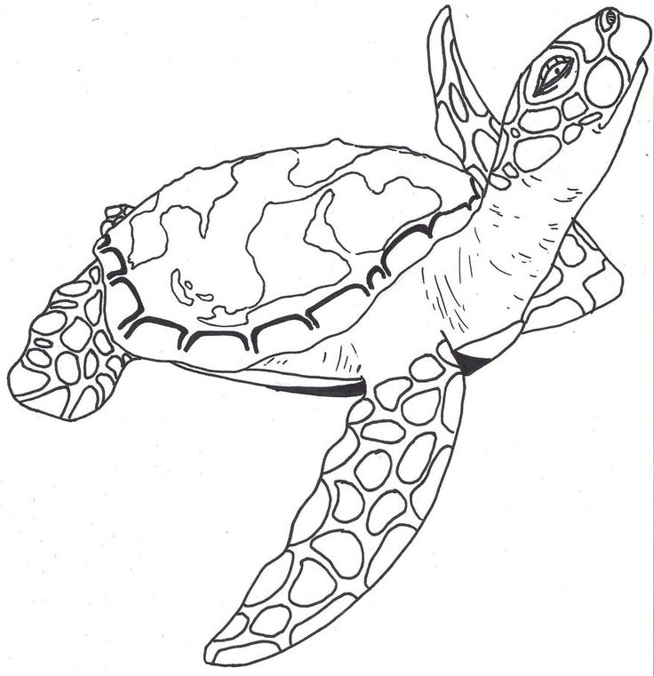 736x761 Sea Turtle Outline