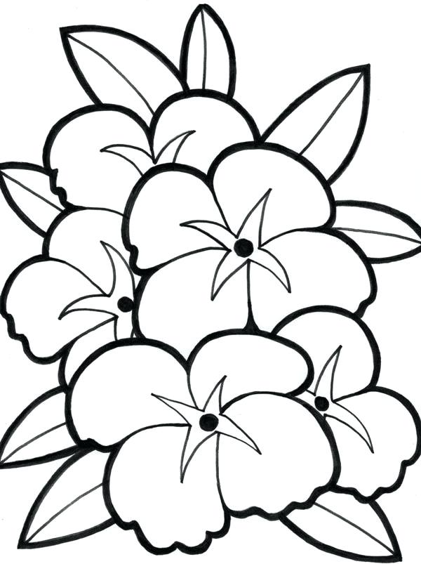 600x803 Hawaii Flower Coloring Page Flowers Pages Home Best Coloring Pages