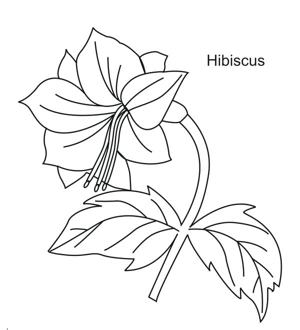 600x660 Hawaii Flower Coloring Pages Beautiful Hibiscus Page Color Best