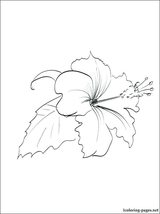 560x750 Hawaii Flower Coloring Pages To Print L