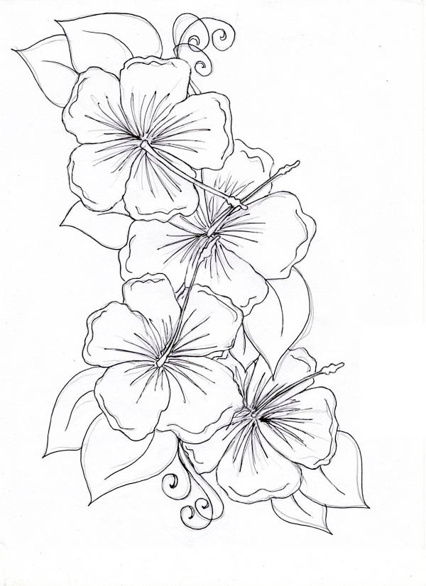 600x826 Hawaiian Flower Drawing