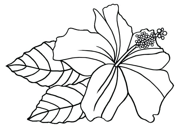 600x454 Here Are Hawaiian Coloring Pages Pictures Awesome Flowers Coloring