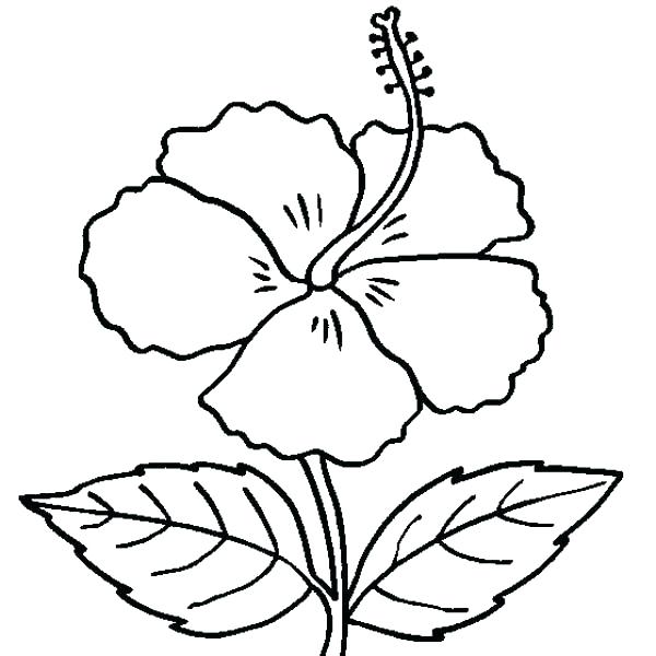 600x600 Hawaiian Flower Coloring Pages
