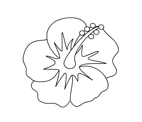 600x514 Hawaiian Flower Coloring Pages