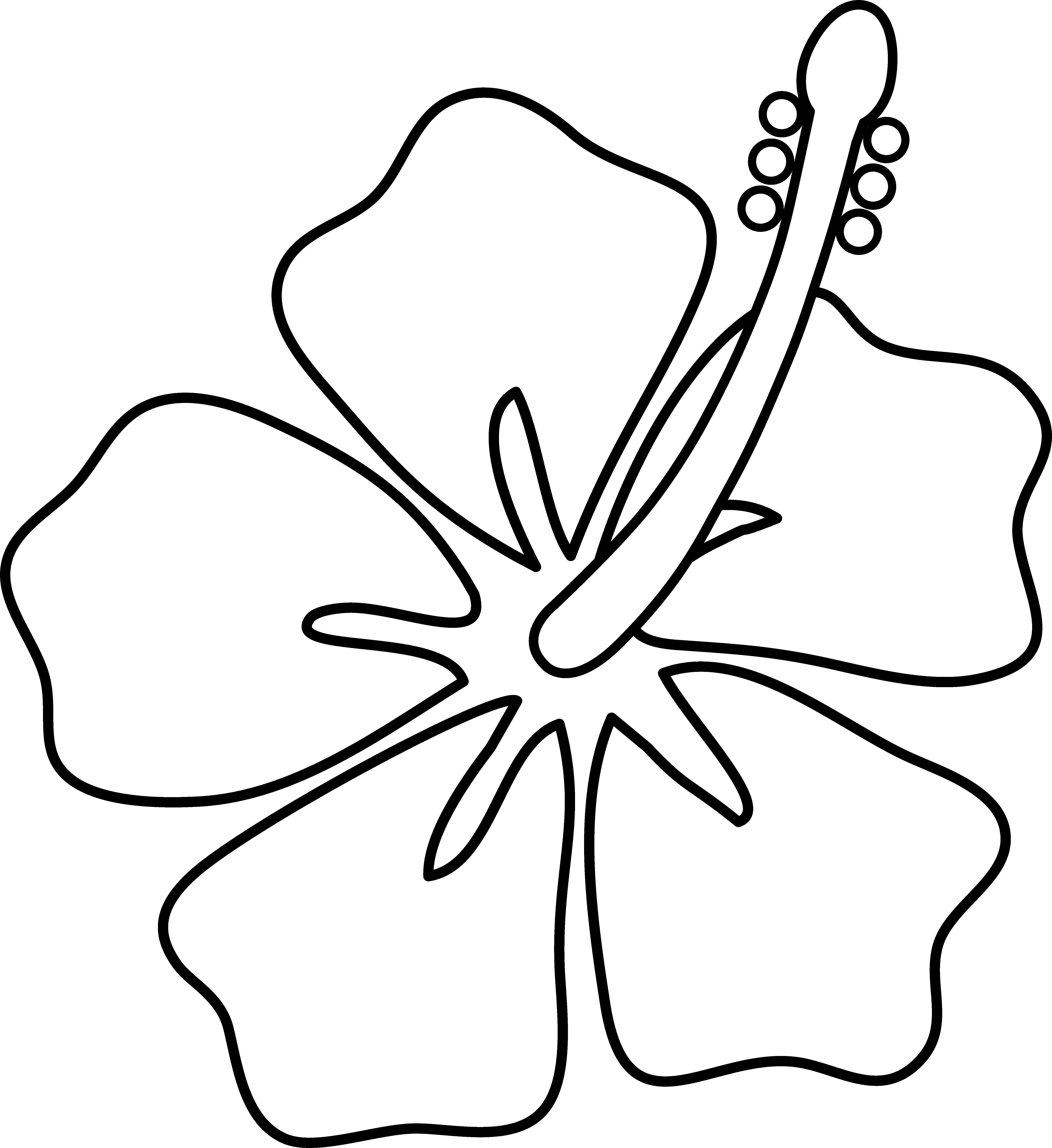 5922x6462 Drawings On Hawaiian Flowers Best 15 Post Media For Cartoon