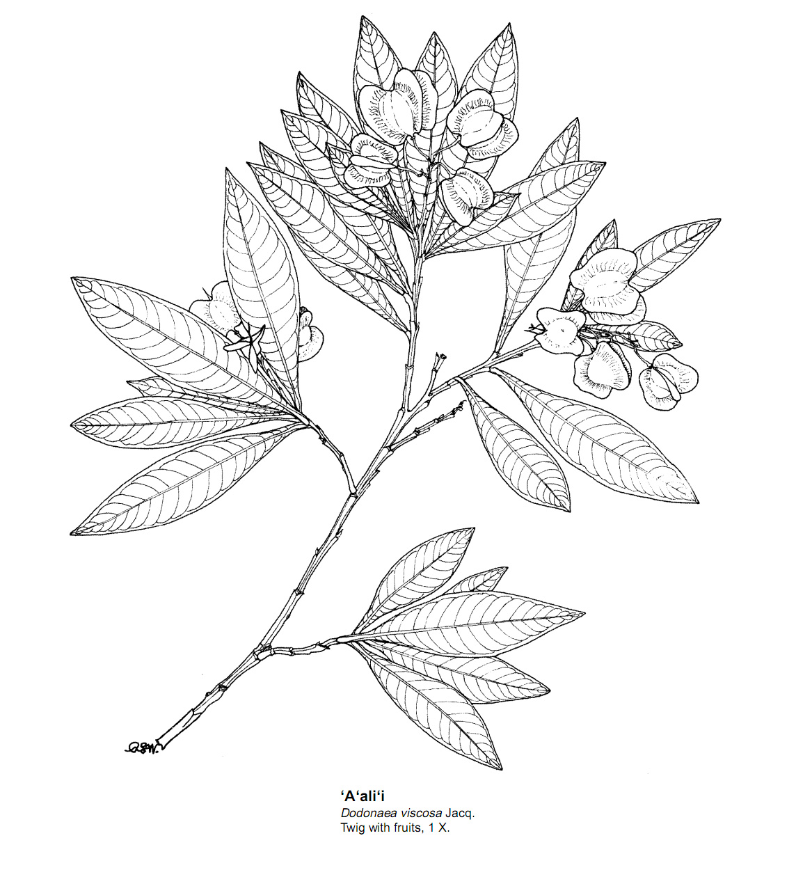 1144x1250 Hawaiian Flower Drawings In Pencil Gallery For Hawaiian Flowers