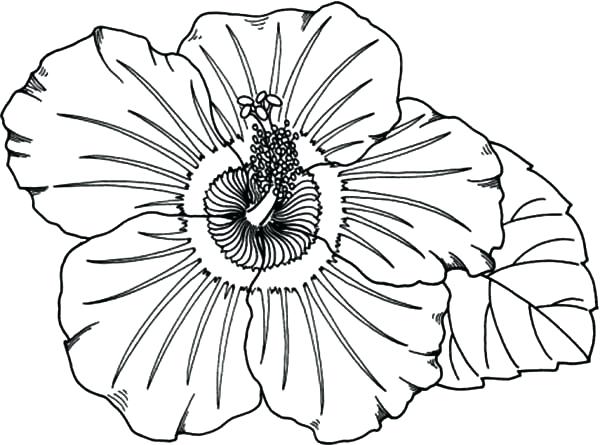 600x445 Hawaiian Flowers Coloring Pages Flower From Coloring Pages Flower