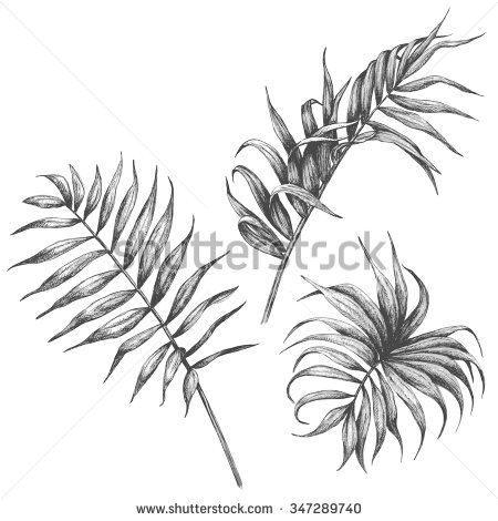 450x470 Hand Drawn Branches And Leaves Of Tropical Plants. Palm Leaves