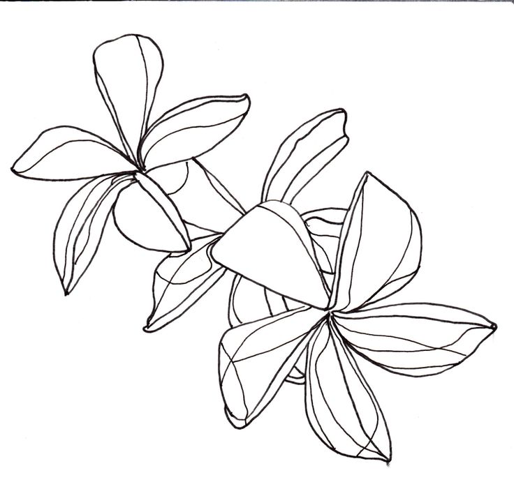 736x691 The Best Flower Line Drawings Ideas On Flower