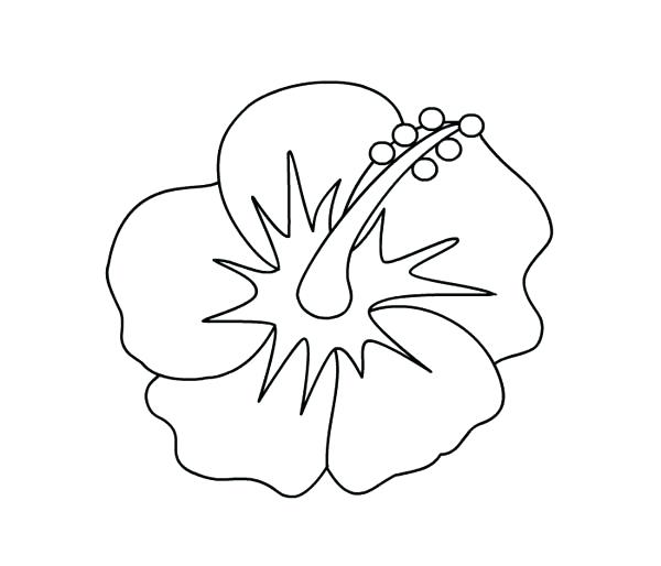 600x514 Hawaiian Flowers To Color