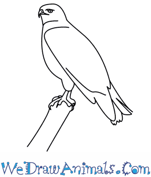 300x350 How To Draw A Hawk