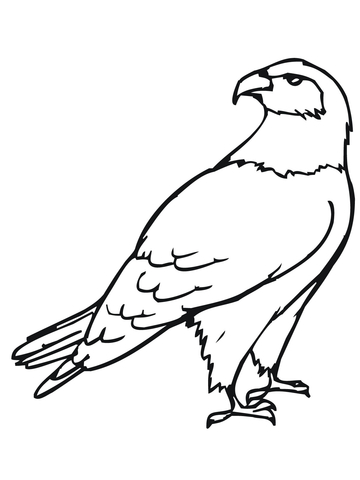 360x480 Hawk Bird Coloring Page Free Printable Coloring Pages