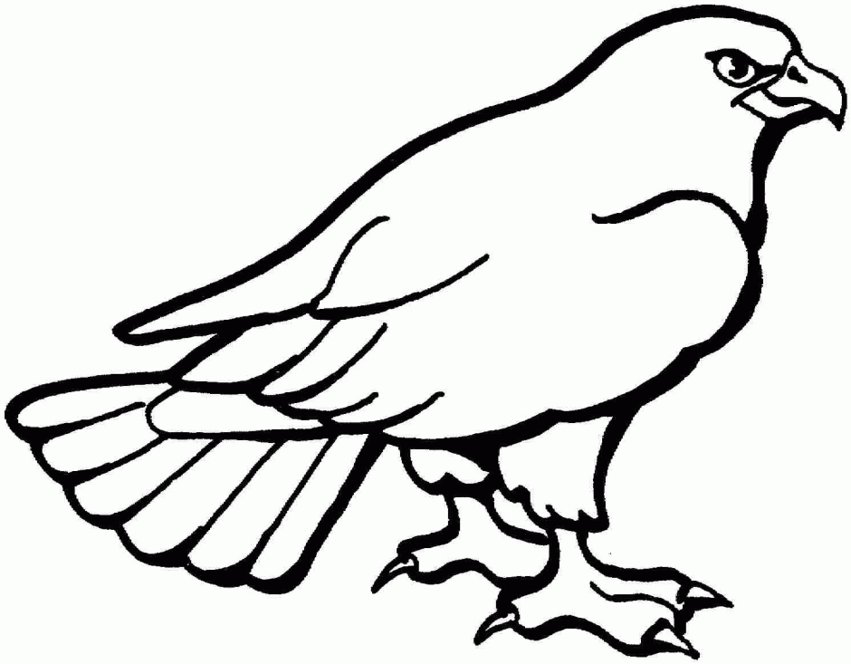 940x733 Bald Eagle Coloring Page Many Interesting Cliparts